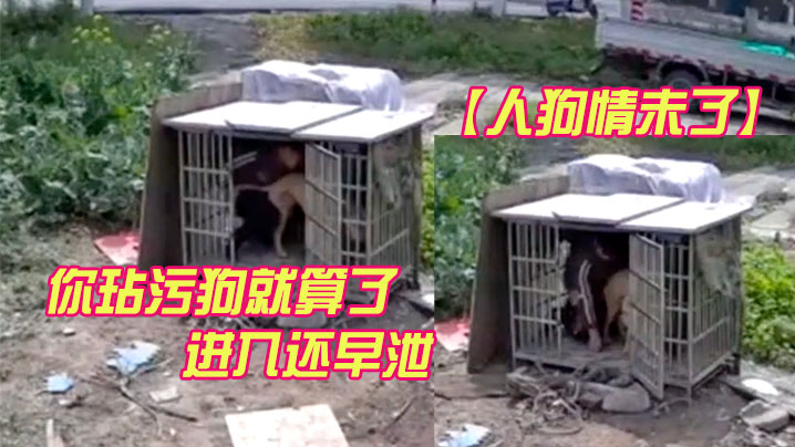 监控流出！人妻遭巨根狼狗狂干，男人围观早泄内射
